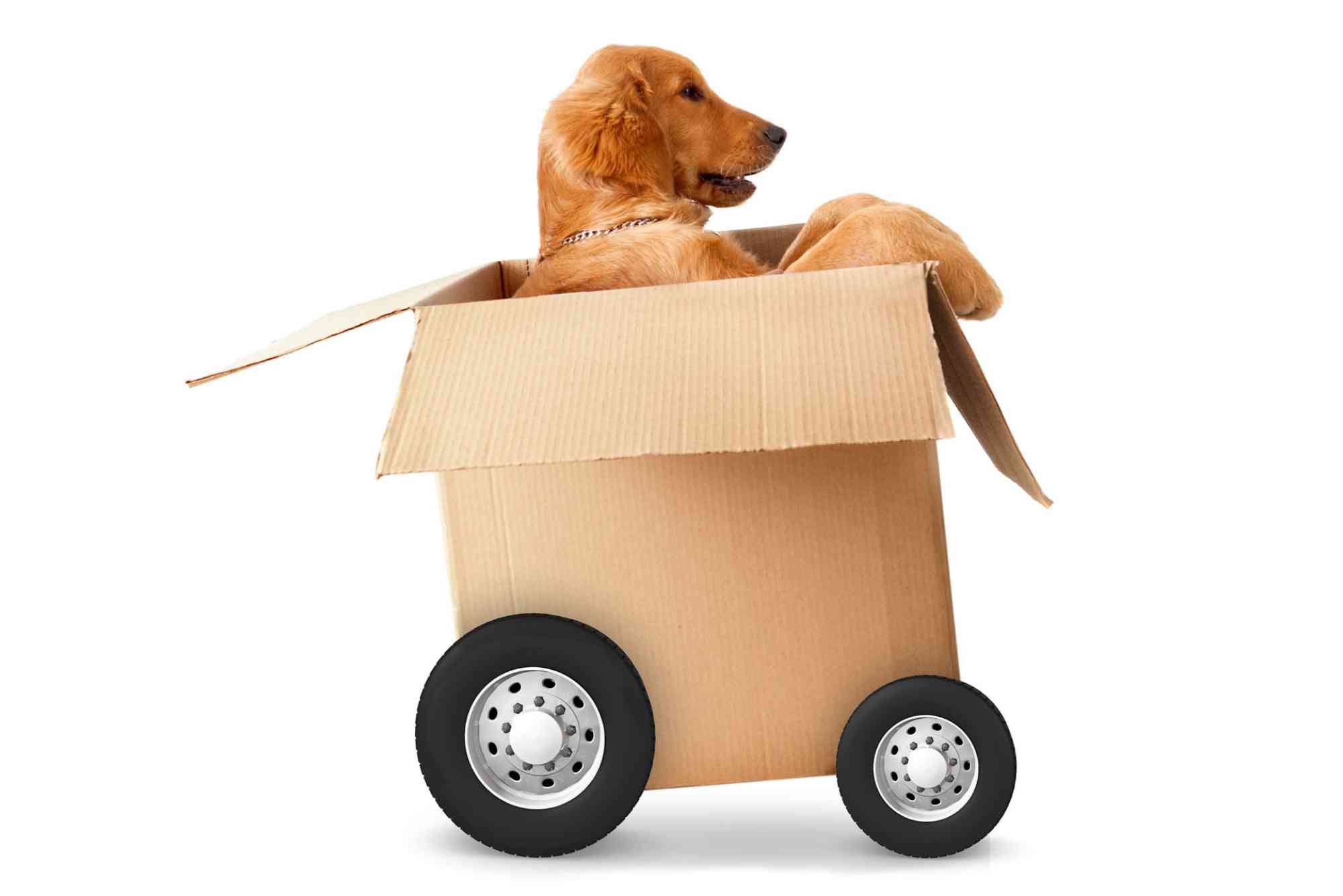 Why Movers and Packers in Dubai Are the Best for Pet Relocations.